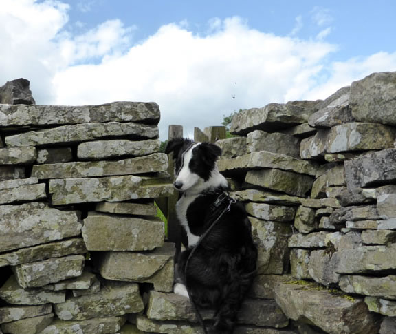 Molly the Collie