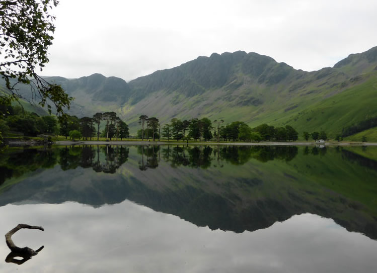 Buttermere Pines