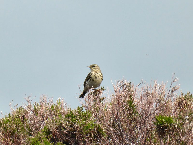 Meadow Pipit