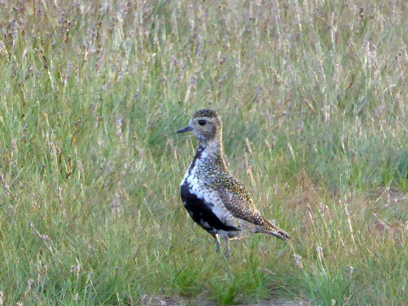 Golden Plover