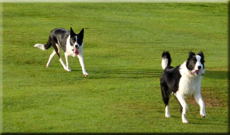 Dogs Playing