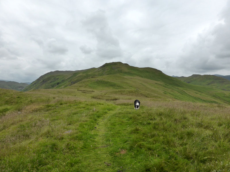 High Dodd