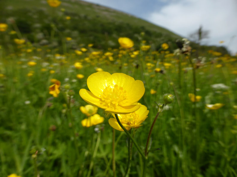 Swaledale