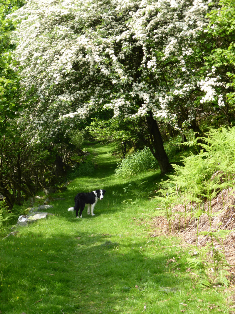 Ivelet Wood