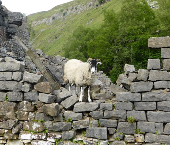 Sheep