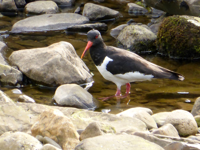 Oyster Catcher