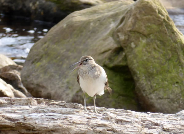 Common Sandpiper