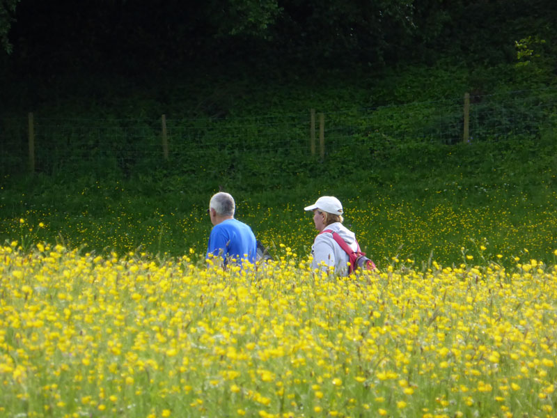 Tall Buttercups