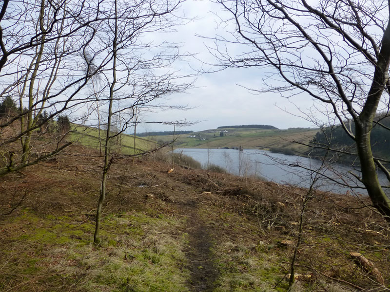 Woodland Clearance