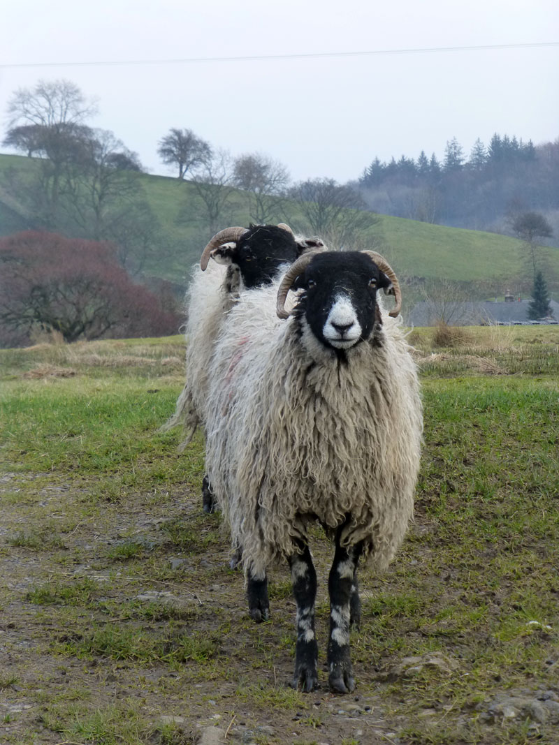 Sheep