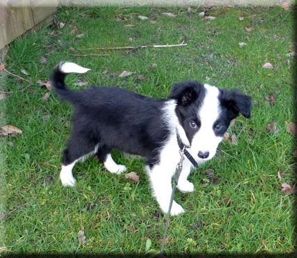 Molly The Dog