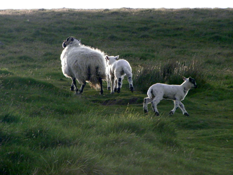 Sheep