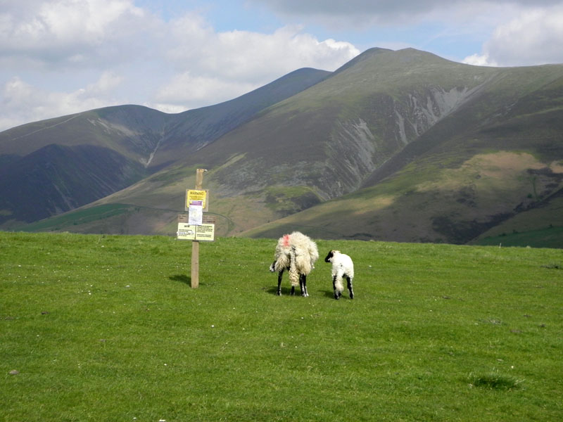 Sheep on Latrigg