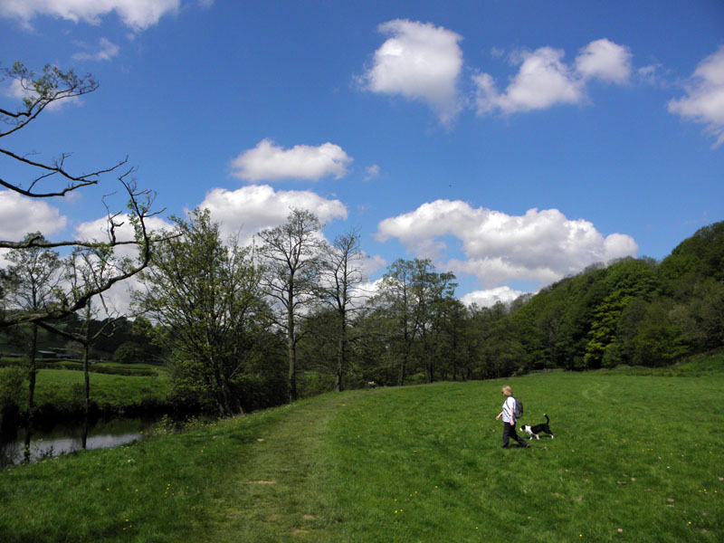 Nidd Fields