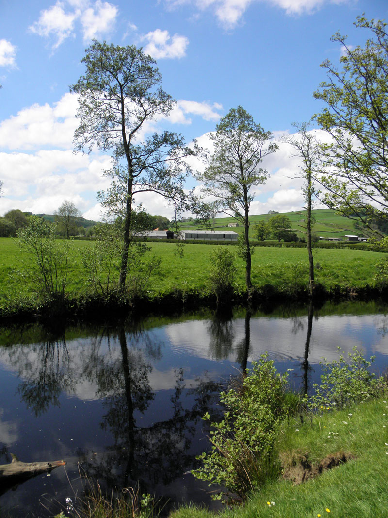 Nidd Reflections