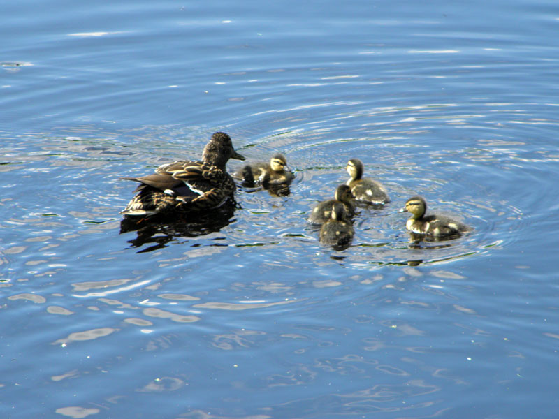 Ducklings