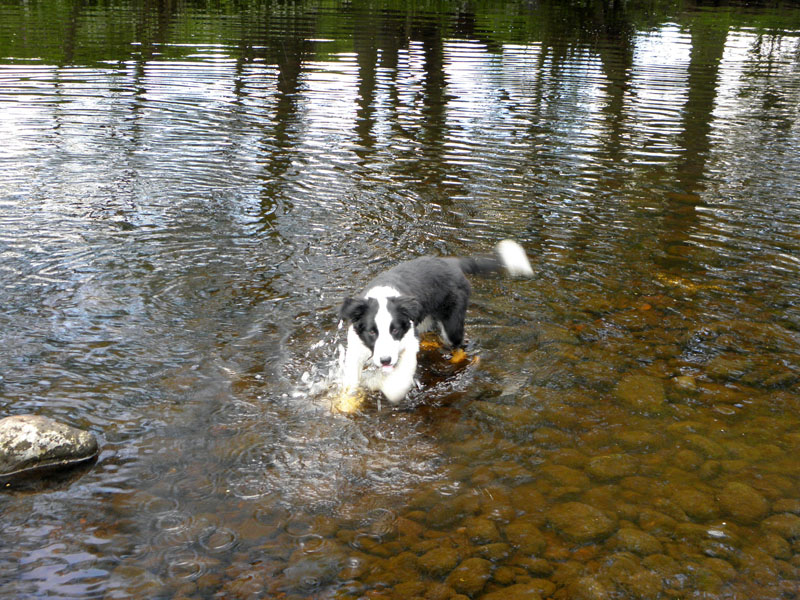 Wet Dog