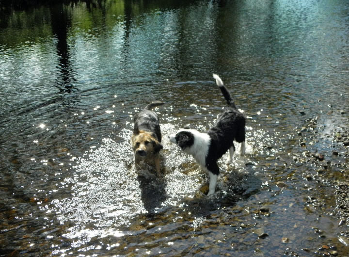 Mollys The Dogs