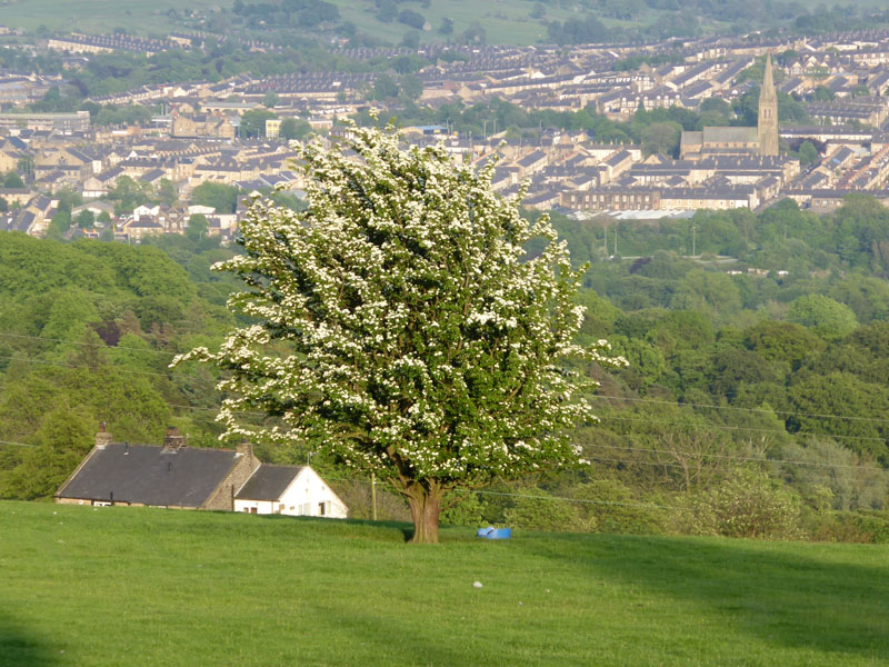 Hawthorne Tree