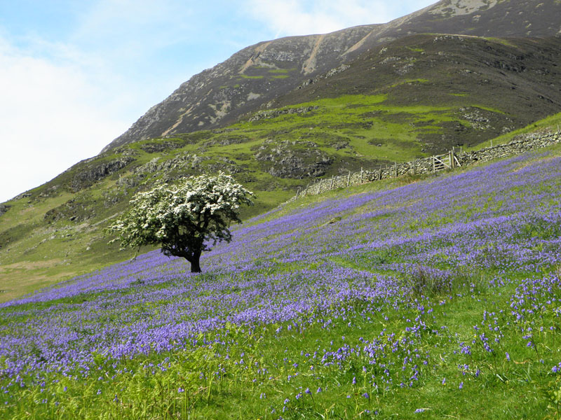 Bluebells