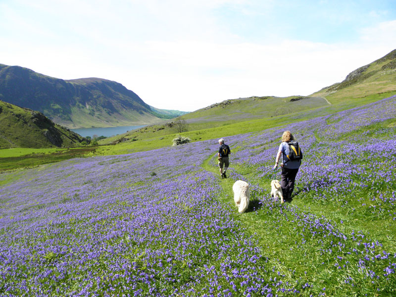 Rannerdale Bluebells