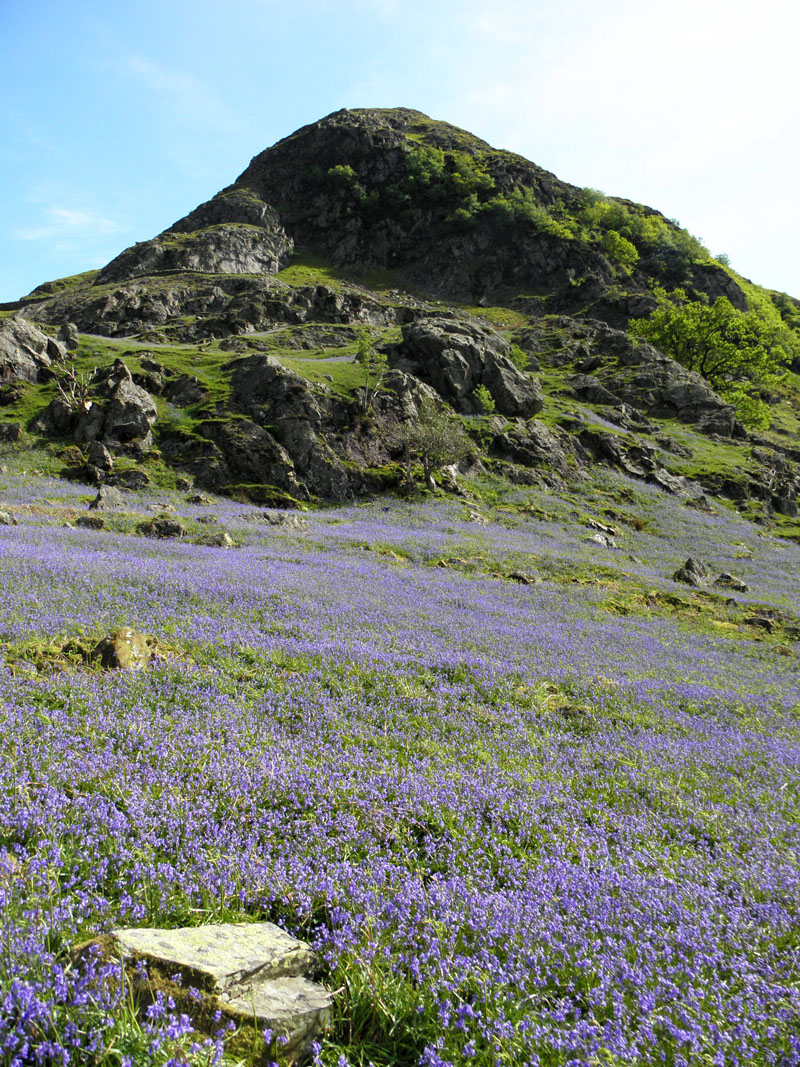 More Bluebells