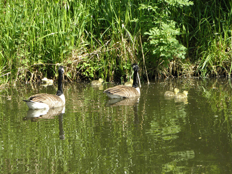 Canada Goslings