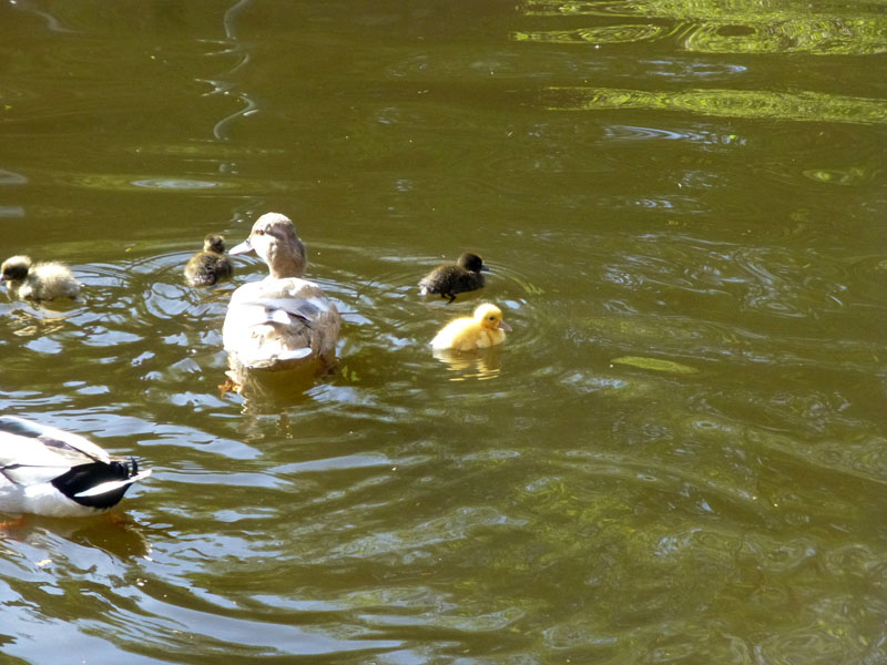 Ducklings