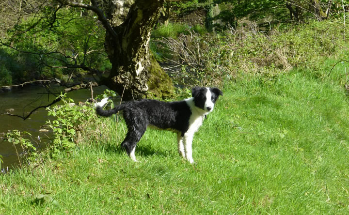 Molly The Collie