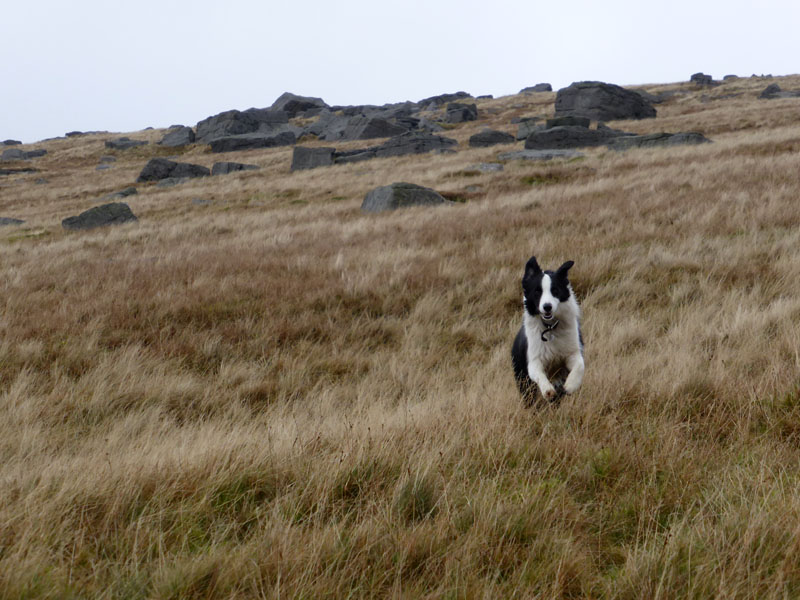 Whernside Pasture