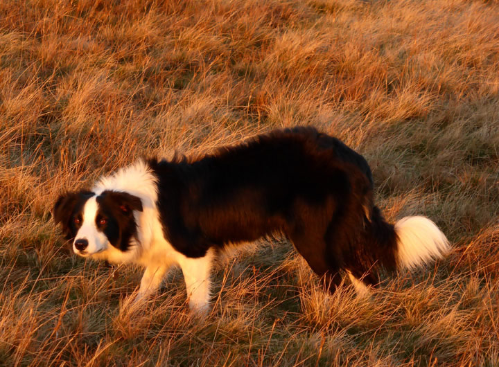 Molly the Collie