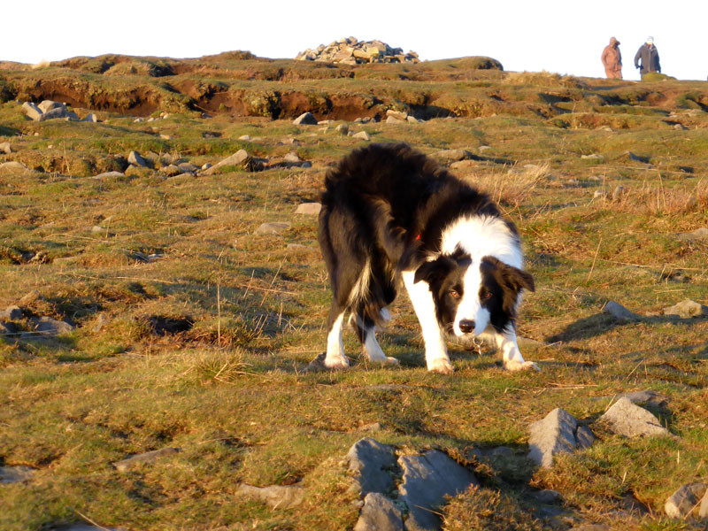 Molly The Collie