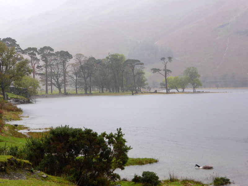 Buttermere Pines