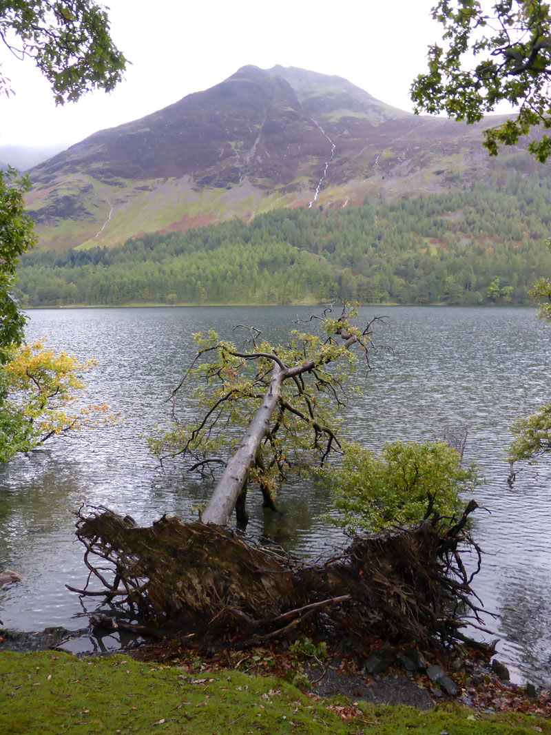 Fallen tree