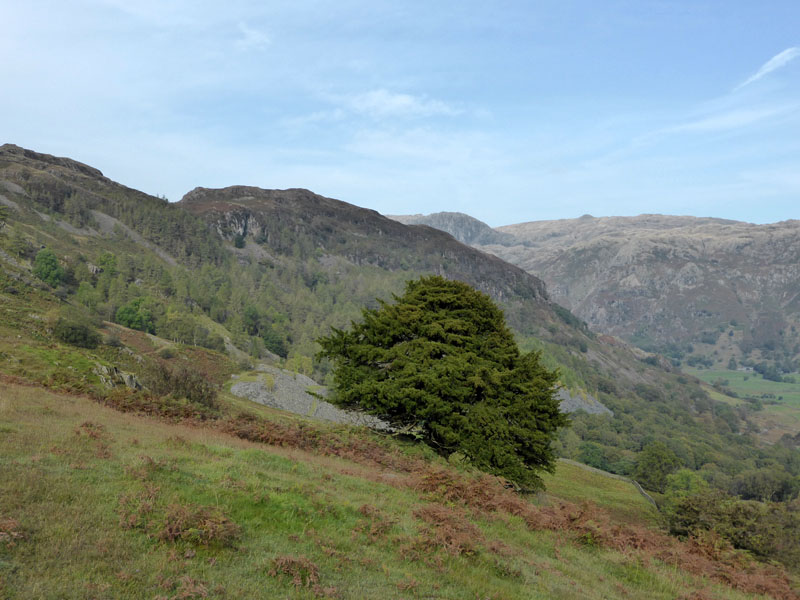 The Prominent Yew