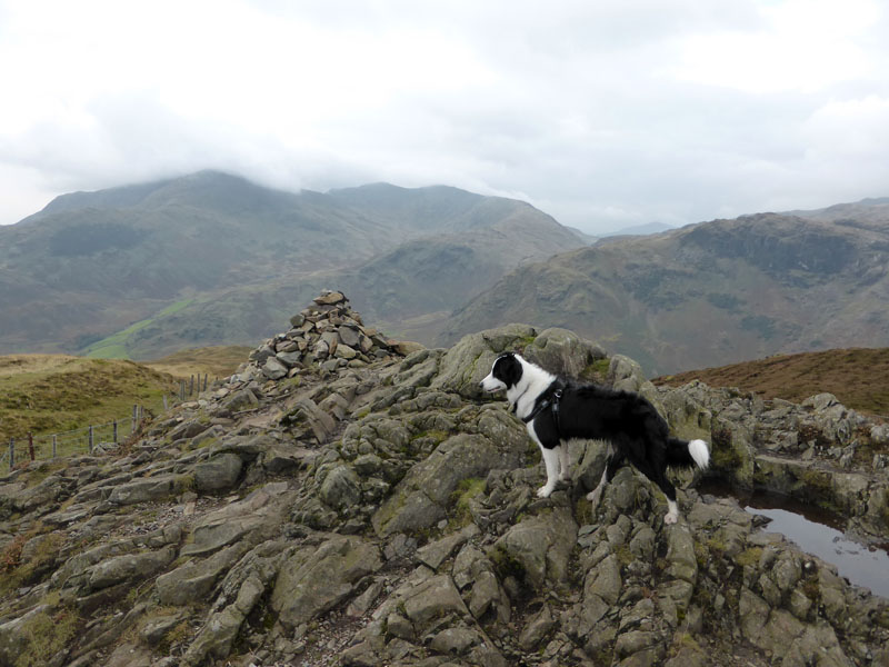 Molly The Collie