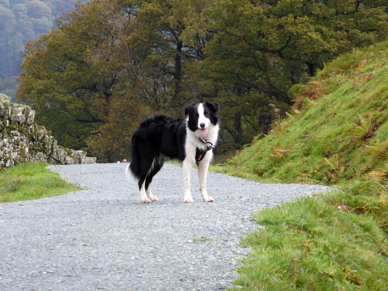 Molly The Collie