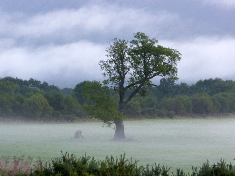 Misty morning