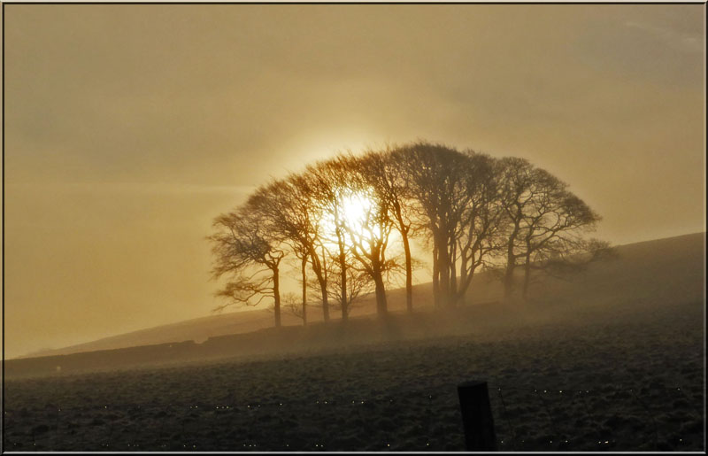 Trees of Newchurch