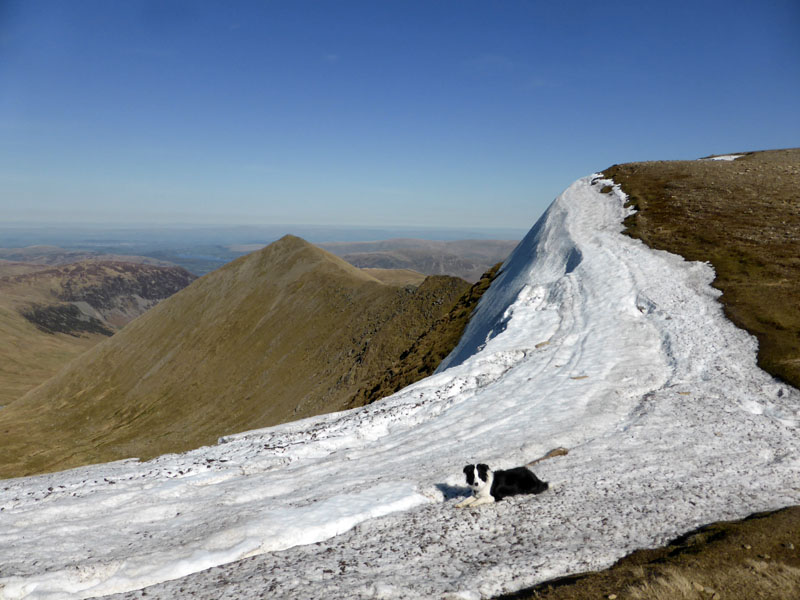 Molly on Helvellyn