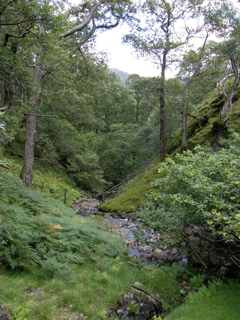 Scaleclose Coppice