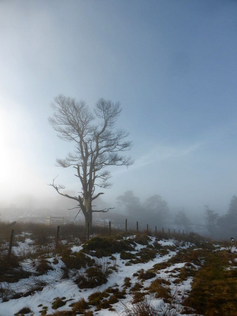 Misty Tree