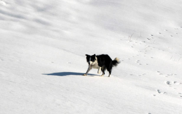 Molly in the snow