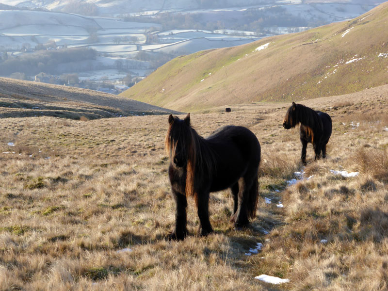 Fell Ponies