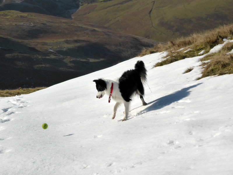 Molly the Collie