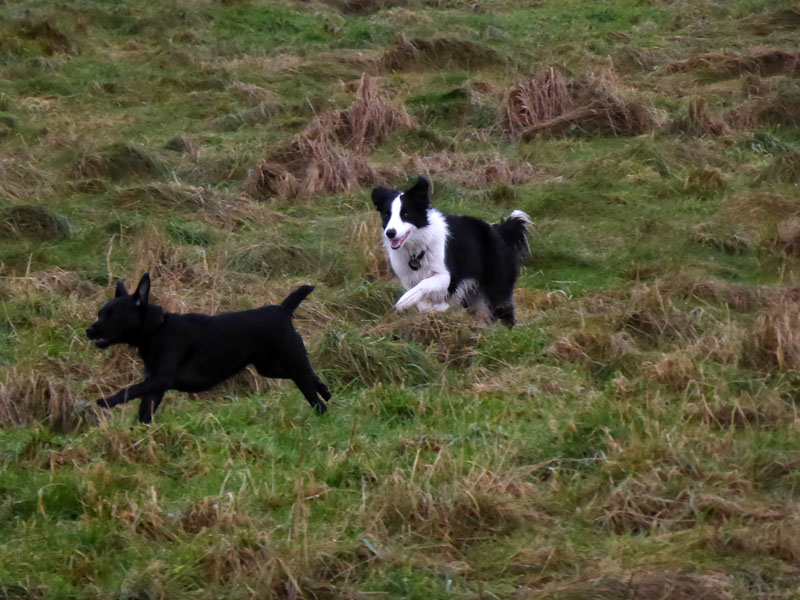 Molly and Buster