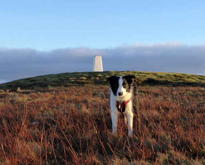 Molly on Pendle