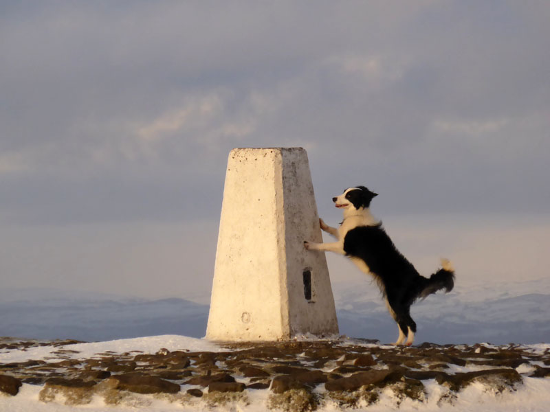 Molly on Pendle