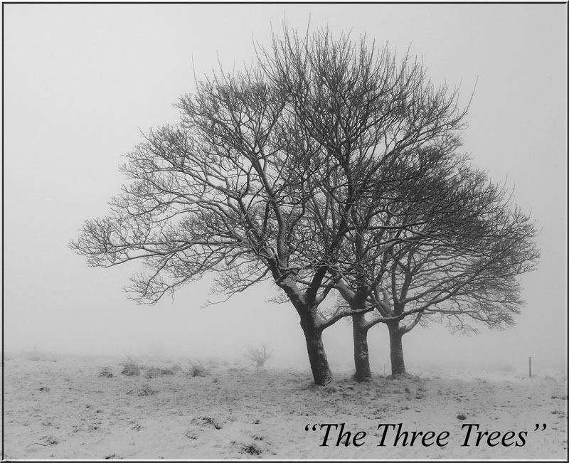 Three Trees