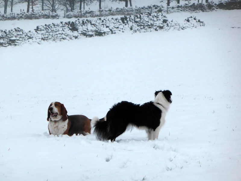 Ben Basset Hound